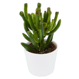 Bye Crassula, 5 pieces