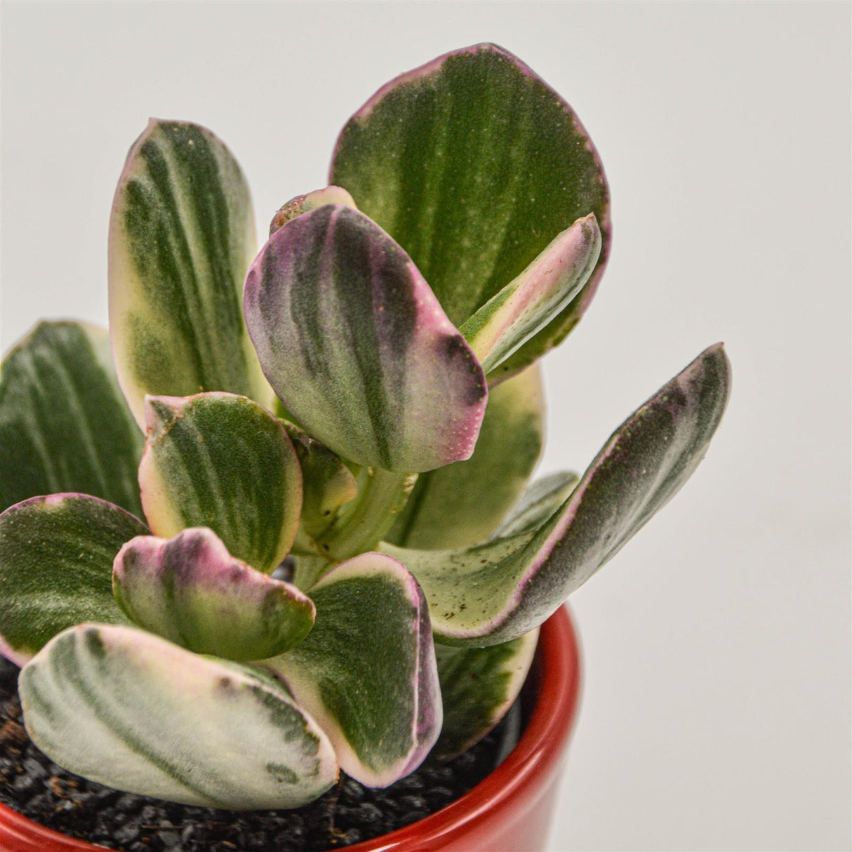 Crassula ovata f. variegata - 6cm