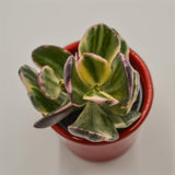 Crassula ovata f. variegata - 6cm