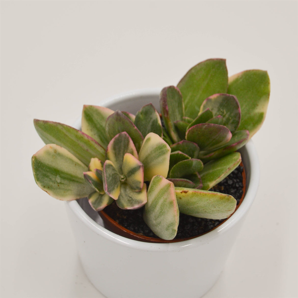 Crassula ovata f. variegata - 8.5cm