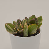 Crassula ovata f. variegata - 8.5cm