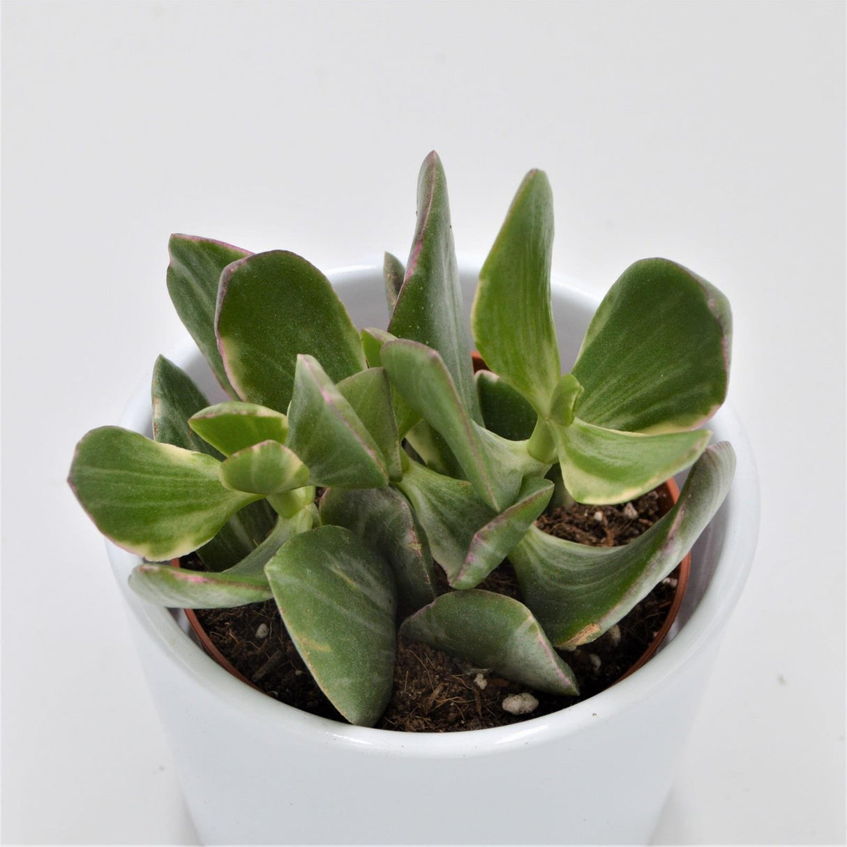 Crassula ovata f. variegata - 8.5cm