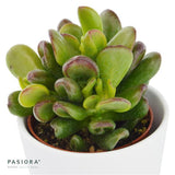 Ciao Crassula, 3 pieces
