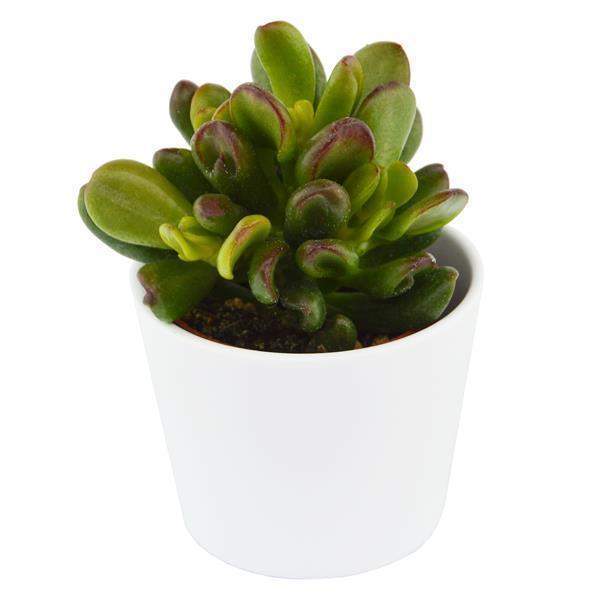 Ciao Crassula, 5 Stück