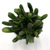 Crassula ovata Horn Tree - 12cm