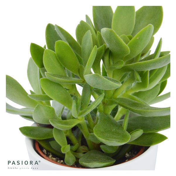 Ciao Crassula, 3 pieces