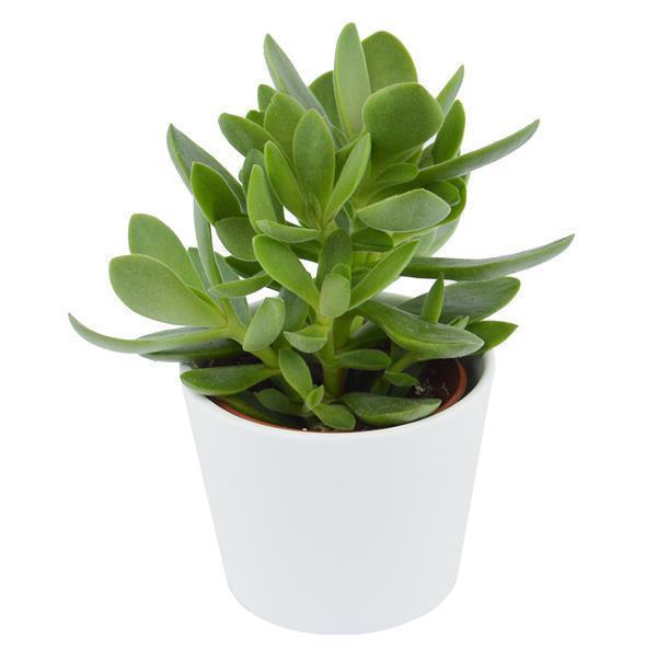 Bye Crassula, 5 pieces