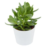 Bye Crassula, 5 pieces