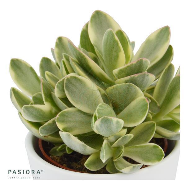 Succulent Selection, 10 pieces