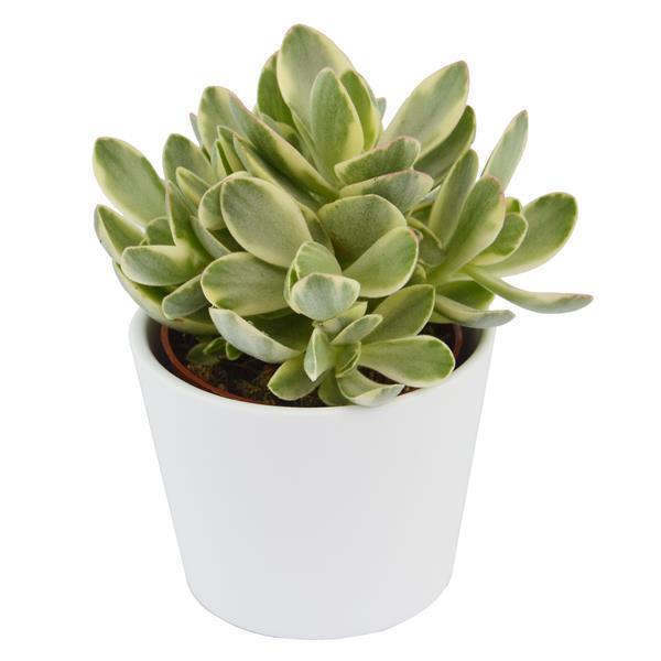Bye Crassula, 5 pieces