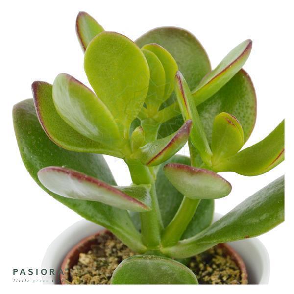 Ciao Crassula, 3 pieces