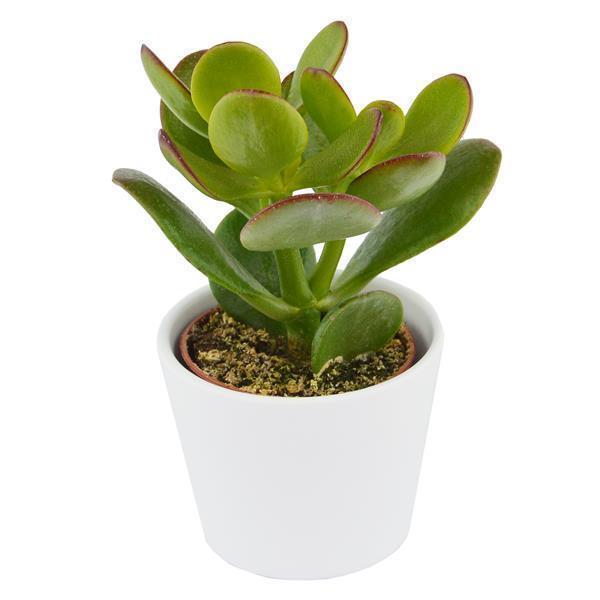 Bye Crassula, 5 pieces