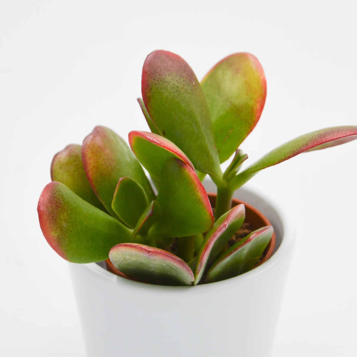 Crassula ovata Sunset - 5.5cm