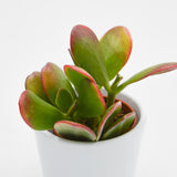 Crassula ovata Sunset - 5.5cm