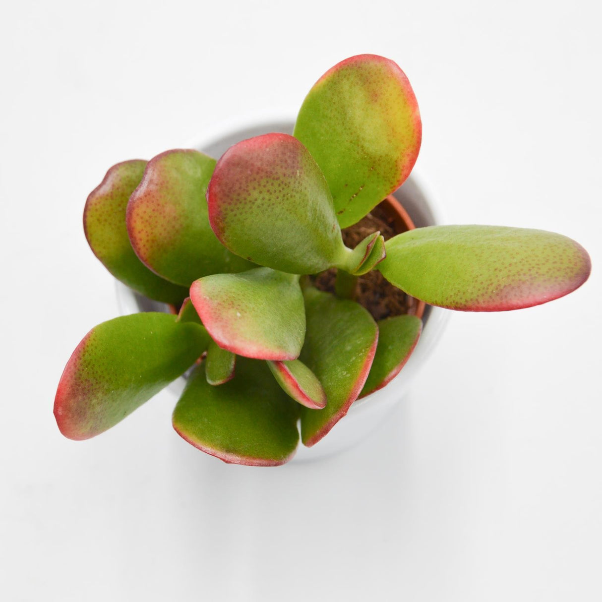 Crassula ovata Sunset - 5.5cm