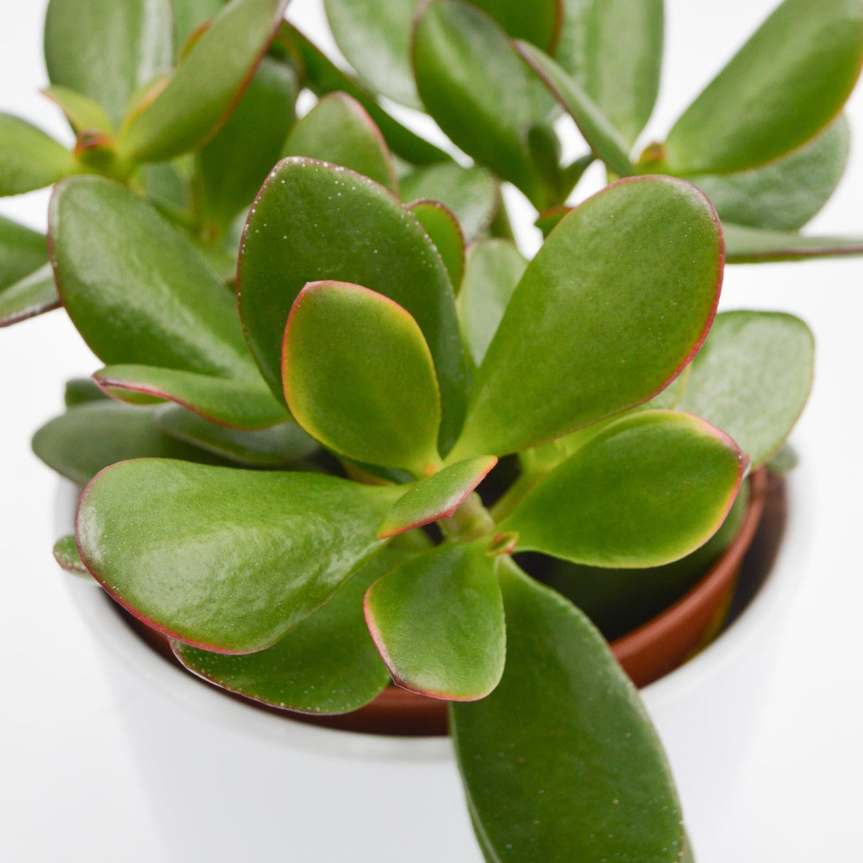 Crassula ovata Sunset - 12cm