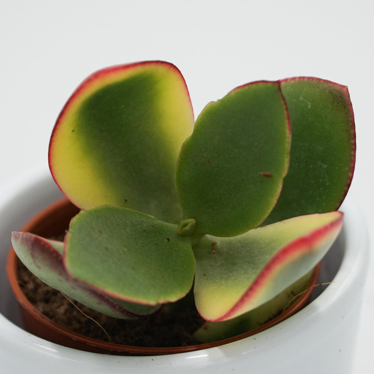 Crassula ovata Tricolor - 5.5cm