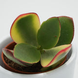 Crassula ovata Tricolor - 5.5cm