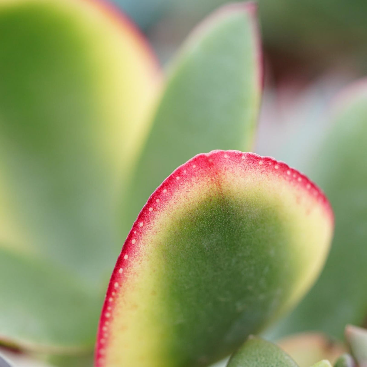 Crassula ovata Tricolor - 5,5cm