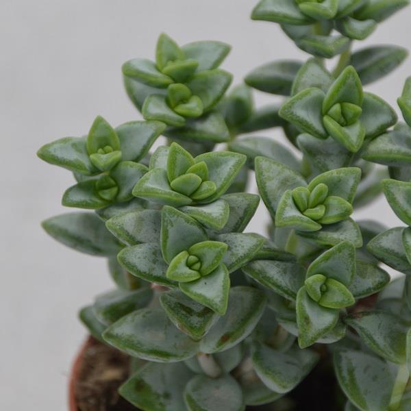 Crassula perforata Azul - 8.5cm