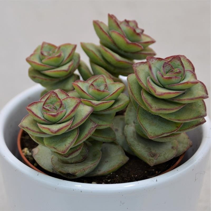 Crassula perforata Giant - 8.5cm