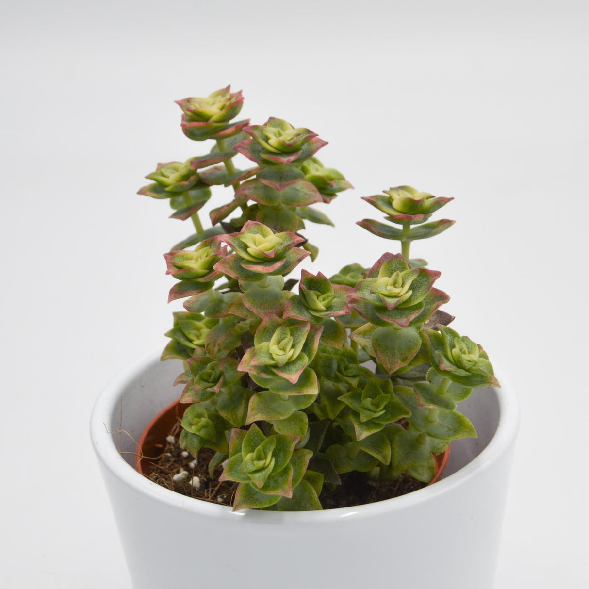 Crassula perforata variegata - 8.5cm