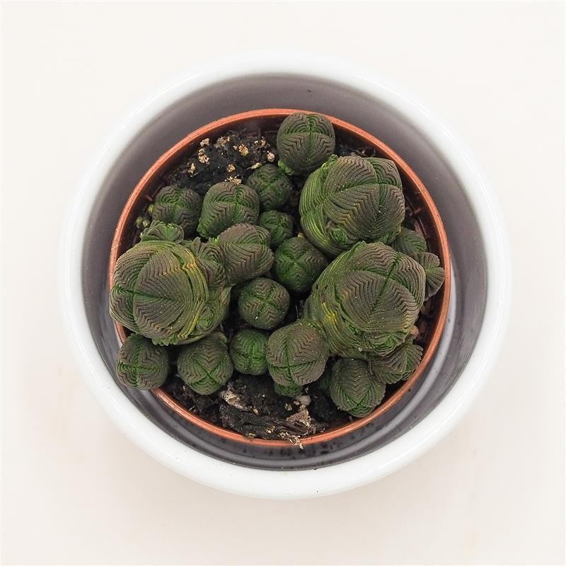 Crassula pyramidalis compactum - 5.5cm