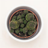 Crassula pyramidalis compactum - 5.5cm