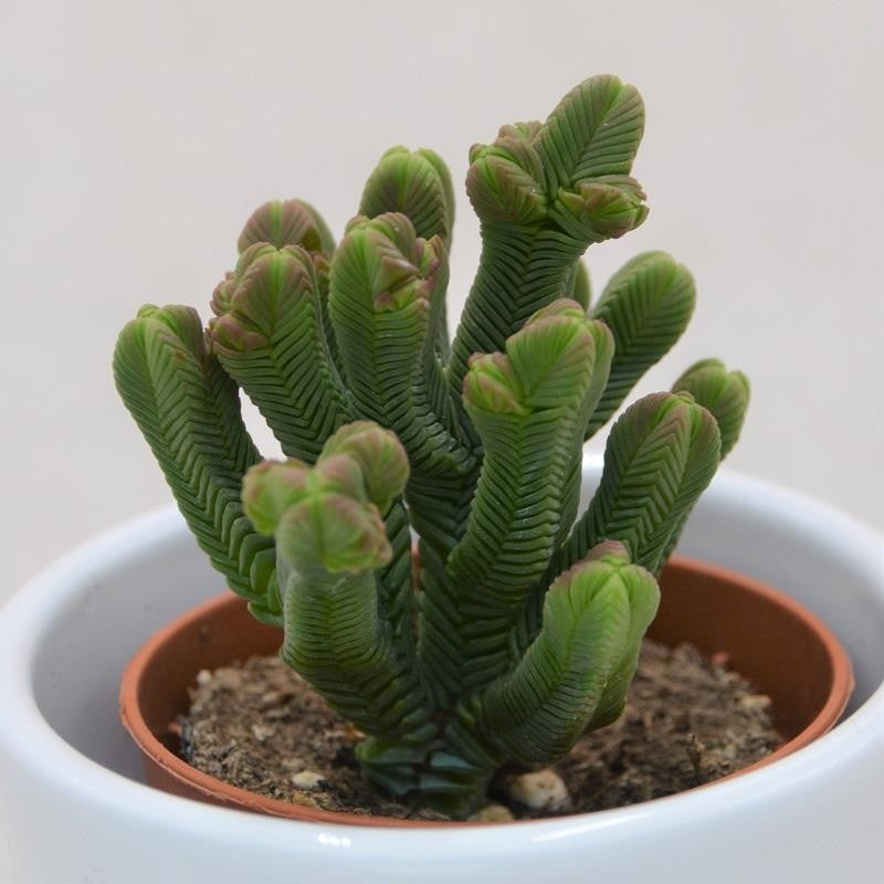 Crassula quadrangularis - 5,5cm