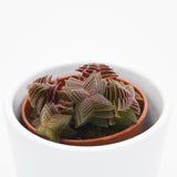 Crassula capitella Rubra - 5.5cm