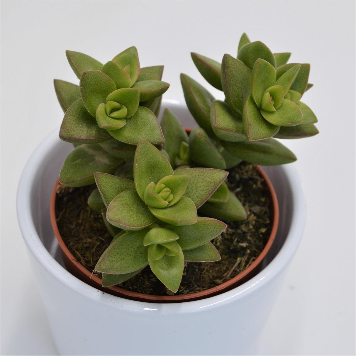 Crassula Sakuraboshi - 8.5cm