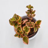 Crassula sarmentosa f. variegata - 5.5cm