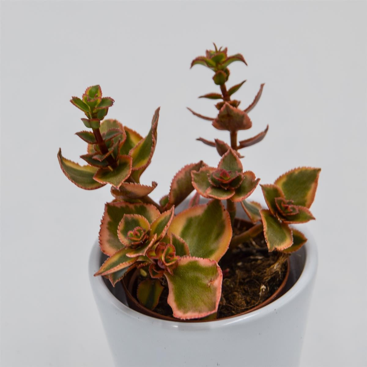 Crassula sarmentosa f. variegata - 5.5cm