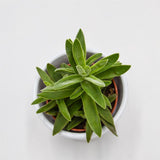 Crassula stretto - 5.5cm