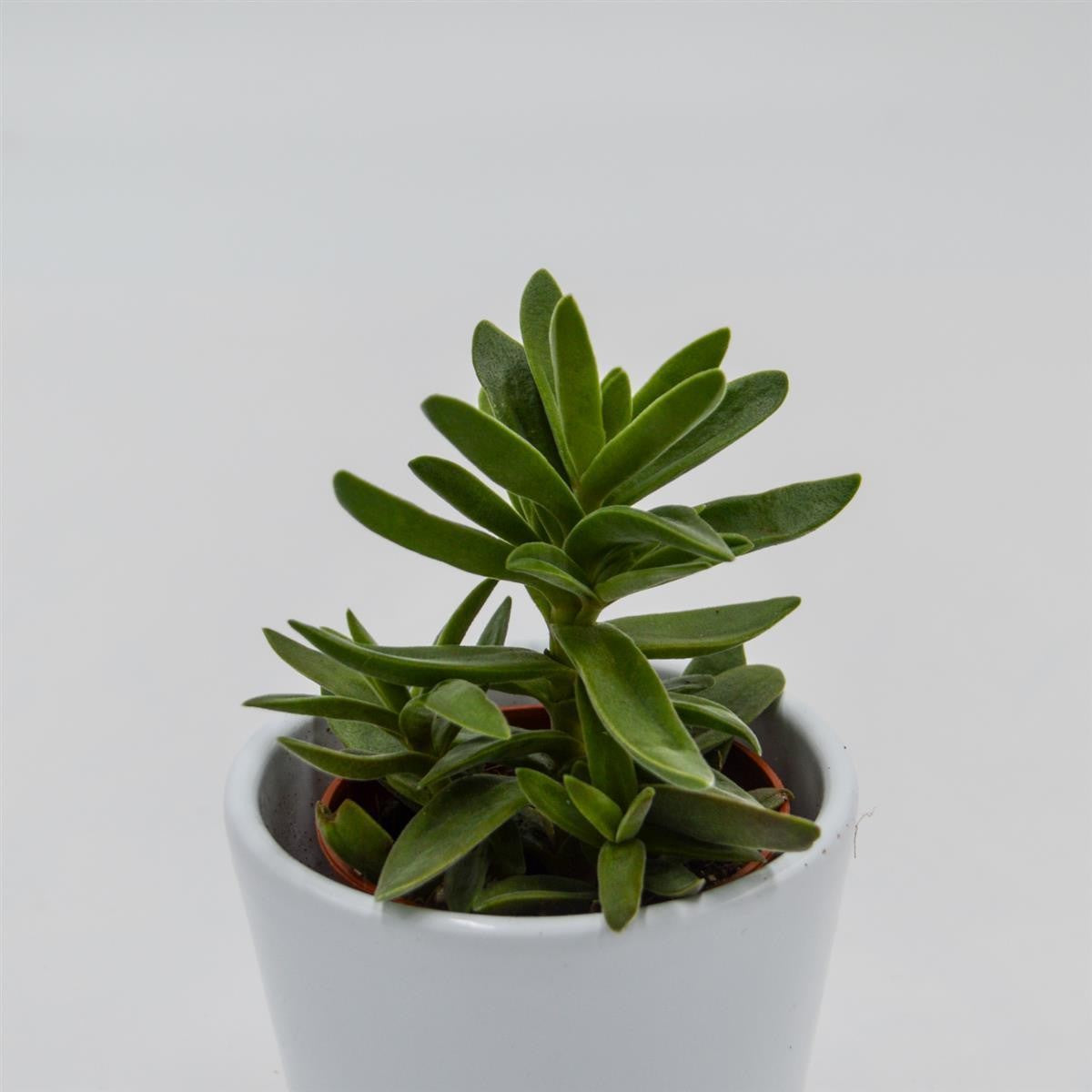 Crassula stretto - 5.5cm