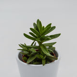 Crassula stretto - 5.5cm