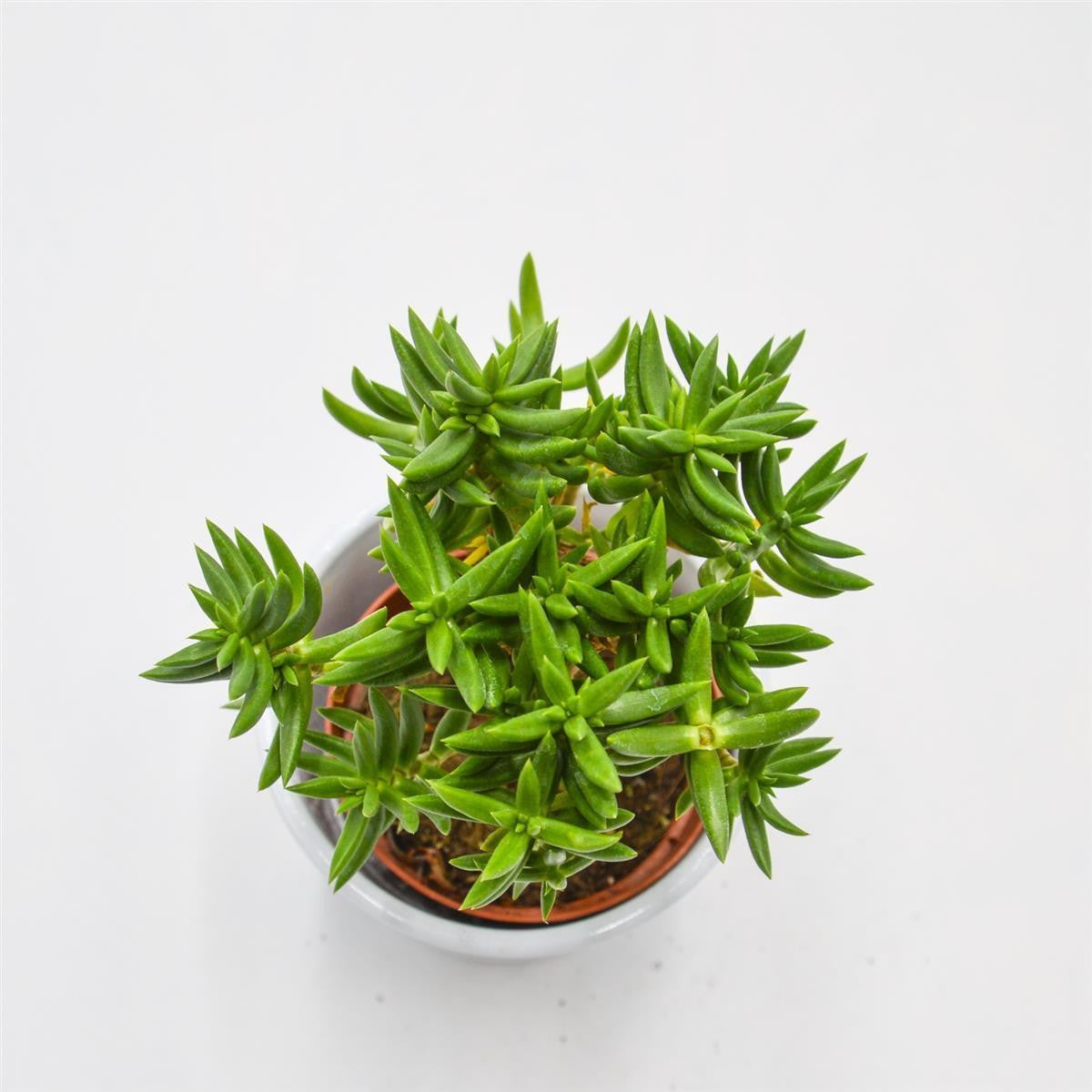 Crassula tetragona - 8,5cm