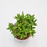 Crassula tetragona - 8,5cm