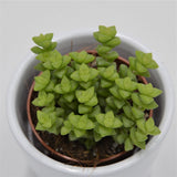 Crassula Tom Thumb - 5.5cm