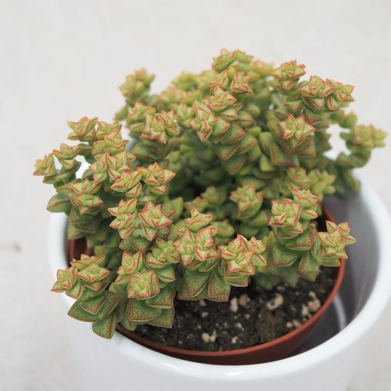 Crassula Tom Thumb - 8.5cm