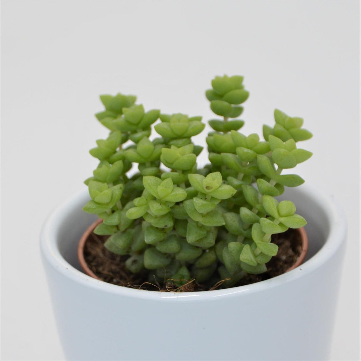 Crassula Tom Thumb - 5.5cm