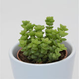 Crassula Tom Thumb - 5.5cm