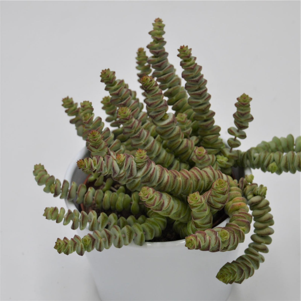 Crassula rupestris subsp. marnieriana - 8.5cm