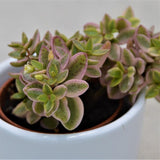 Crassula albomarginalis Mini Kitty - 5.5cm
