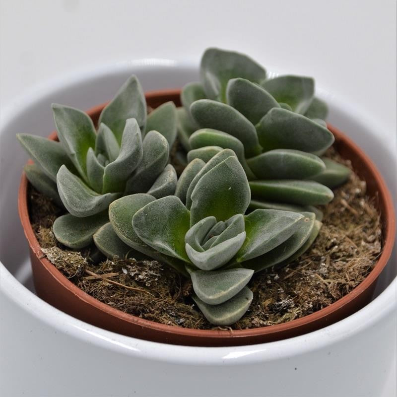 Crassula Coralita - 8.5cm
