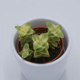 Crassula perforata variegata - 5.5cm