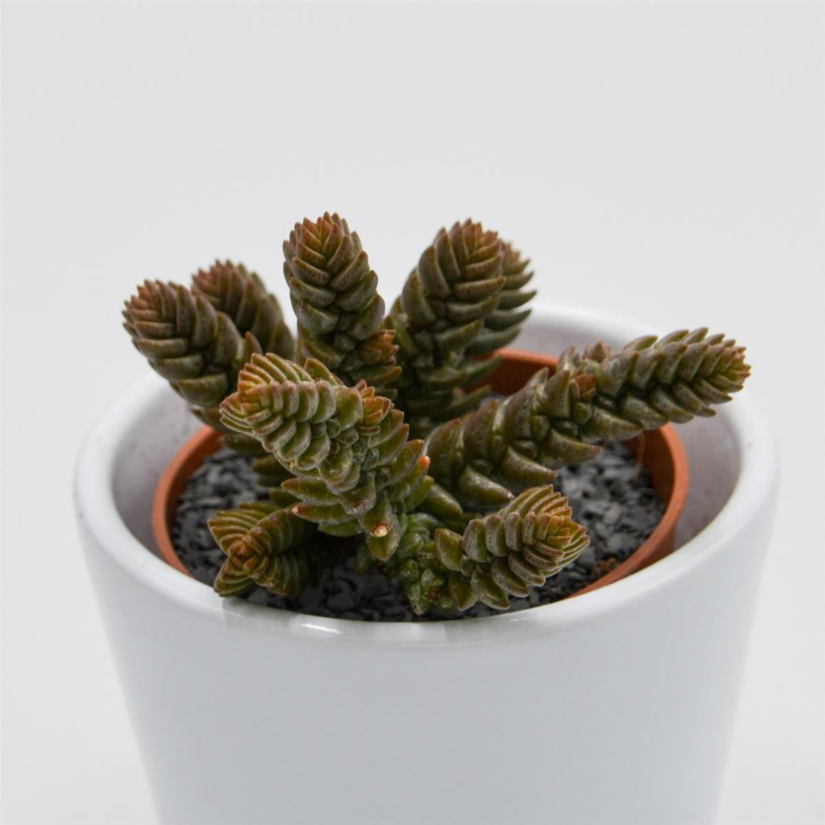 Crassula muscosa - 5.5cm