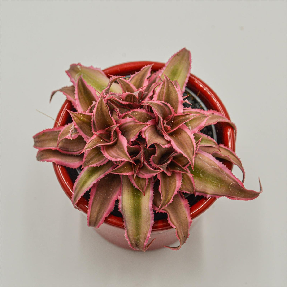 Cryptanthus bivittatus Pink Star - 6cm
