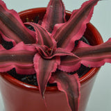Cryptanthus bivittatus Super Pink- 6cm