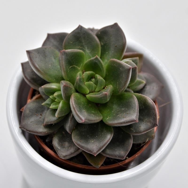 x Sedeveria Testar - 5,5cm